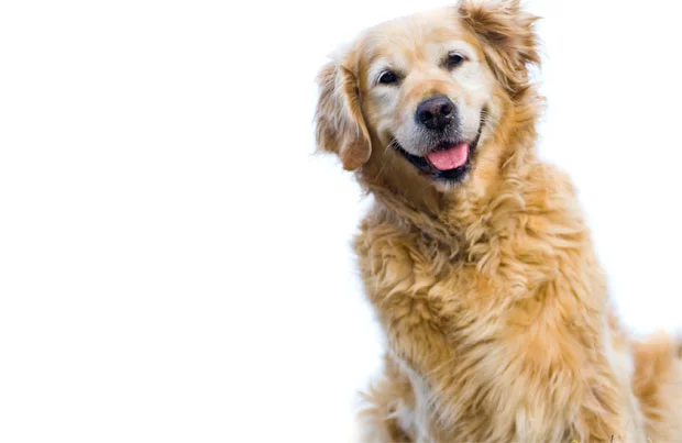 seniordog2.jpg