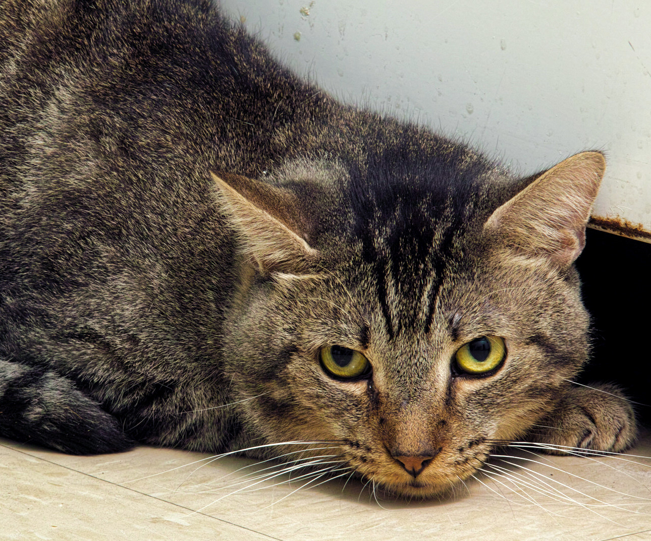 Buzz is about a year old. He is a little on they shy side, he was one of the many cats that came to HAWS from a hoarding situation in October. His new family will have to be sure to go slow with him until he is able to feel comfortable with his people. He would be forever grateful to a home of his own.