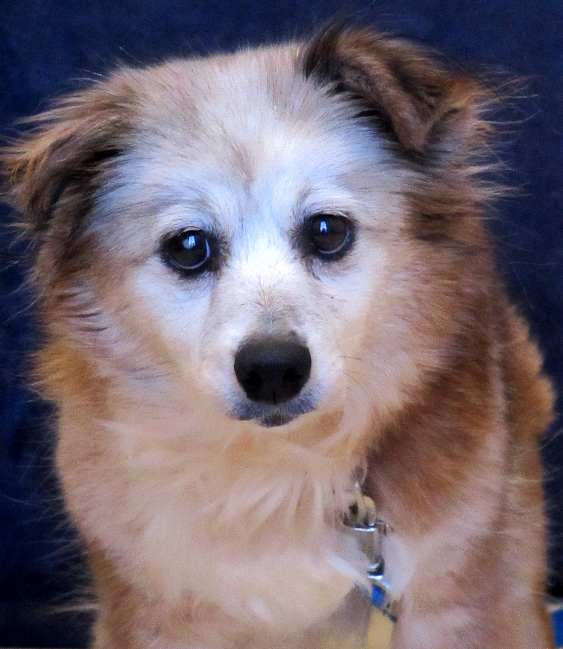 Molly is the definition of a sweet senior! She is a 13-year-old Dachshund/Terrier mix, looking for her retirement home. Molly is a great on her leash and knows her basic commands. She would prefer to snuggle on the couch over playing with toys. 