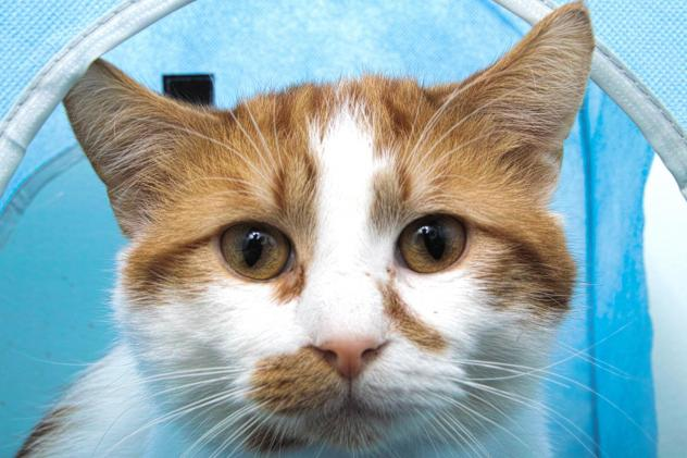 Torque is approximately a year and a half old and came to HAWS as a stray. He is a bit shy, but once you allow him time and space to warm up to you he will gently sit on your lap. After some lap time he may be comfortable enough to play ball with you. Roll it to him and he will bat it back your way! He would love to find his forever home today!