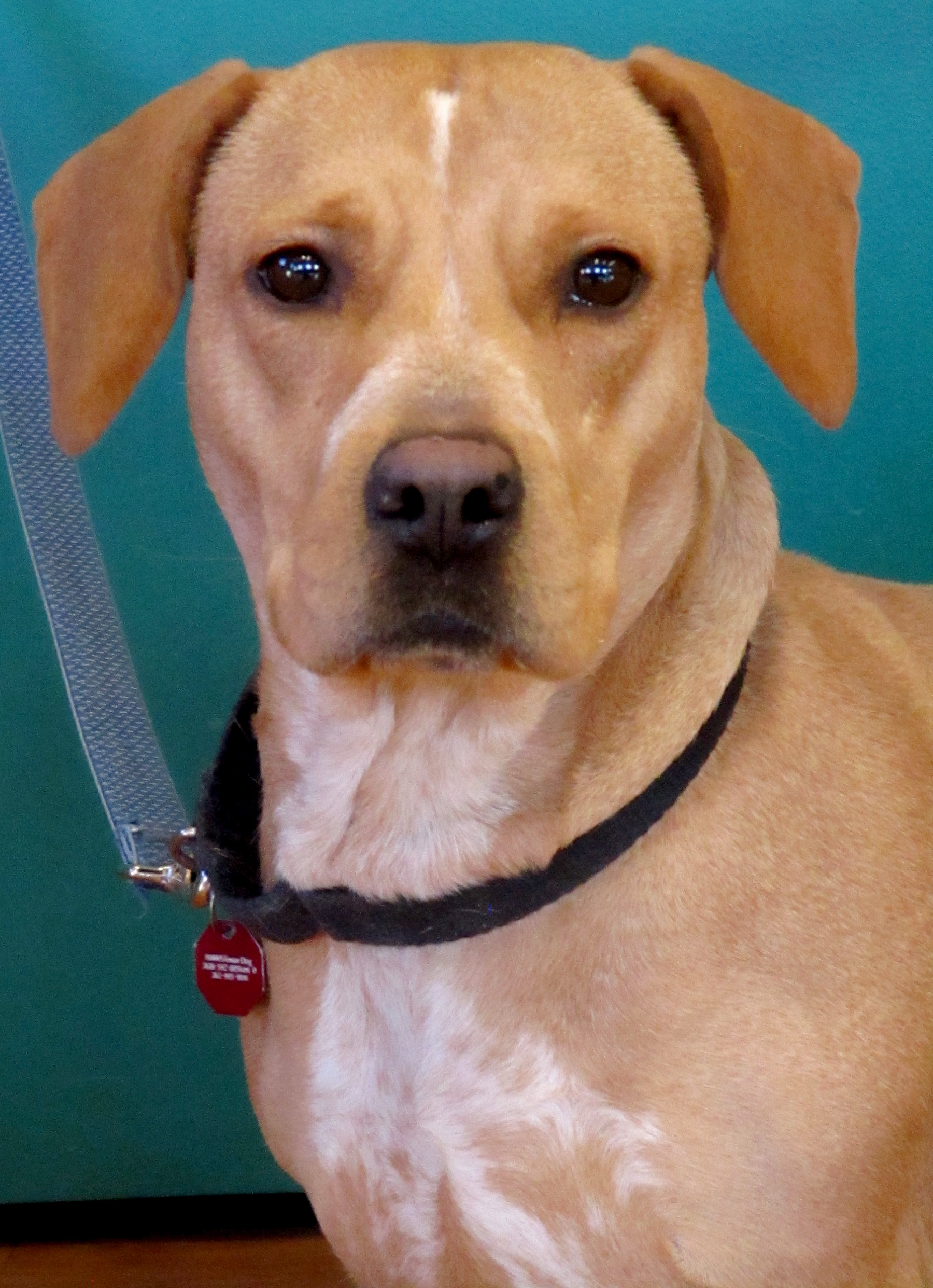 Bessie is a 3-year-old Bassett hound/lab mix. She came up from Alabama and had 7 puppies here. She wouldn’t mind a home with a cat, but she does not get along with all dogs. We don’t know what her previous history is and she can tend to be afraid of new people and handling; because of this we would not recommend her for homes with young children. She is a sweet loving, silly lady looking for love now that her puppies have been adopted.