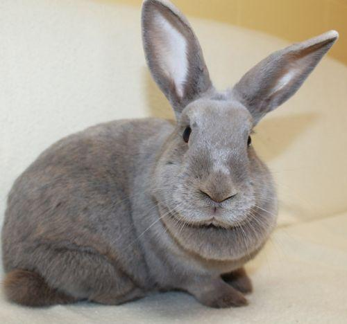 Lilac recently arrived in Wisconsin, she traveled all the way from Texas in hopes of finding a forever home. She is a very lovely bunny girl and is on the quiet and shy side. We are not sure of her exact age, but she is an adult. Based on her personality seen here we believe that she would do well in a quiet home. After she gets to know you better she will be the best furry friend you will ever have.