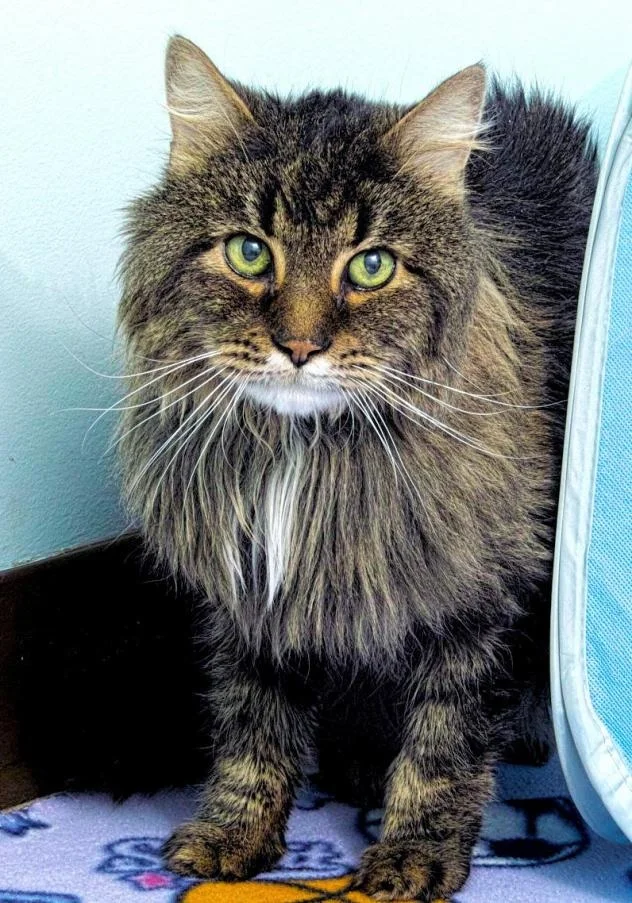 Posten is a handsome 12 year old kitty! He came to HAWS after his owner passed away. He has a very sweet disposition and is looking for his retirement home. Once he warms up to you he would love to sit on your lap and get some snuggle time.