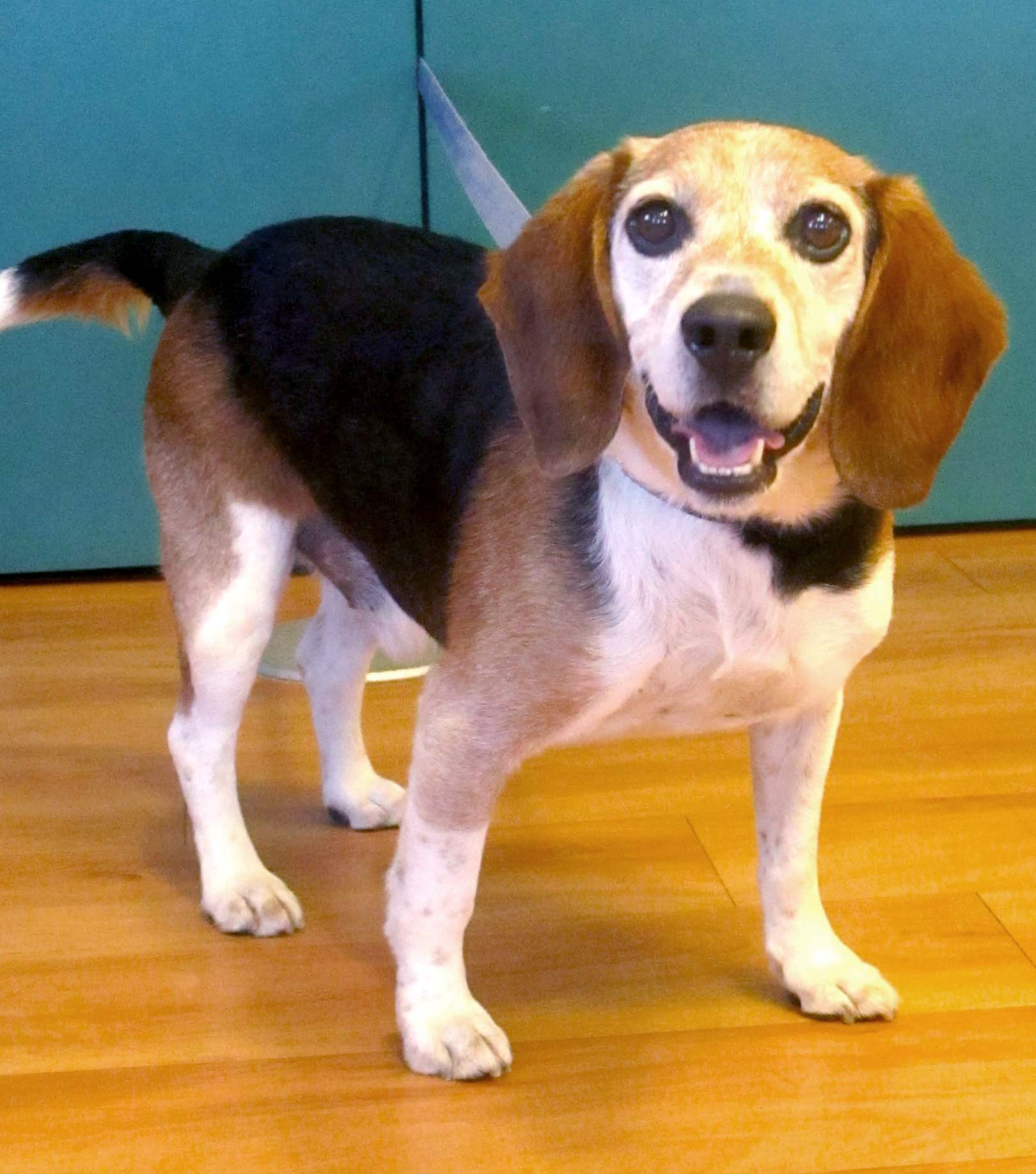 Beau is a sweet older Beagle. He is 10 years old but loves to play and go for walks. His beagle nose can get him in trouble sometimes and he has a little weight problem because of it. Beaus new family will need to help him get his summer body! 