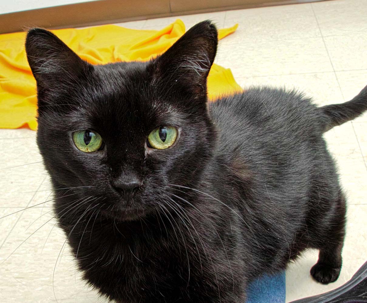 Hey, my name is Elf! I'm a 12 year old kitty that would love to lounge around the house with you. In the past, I have gotten along with babies and dogs. I am overall a healthy and active cat but do need a little special care. Please call to find out more about me, or stop in to meet me!