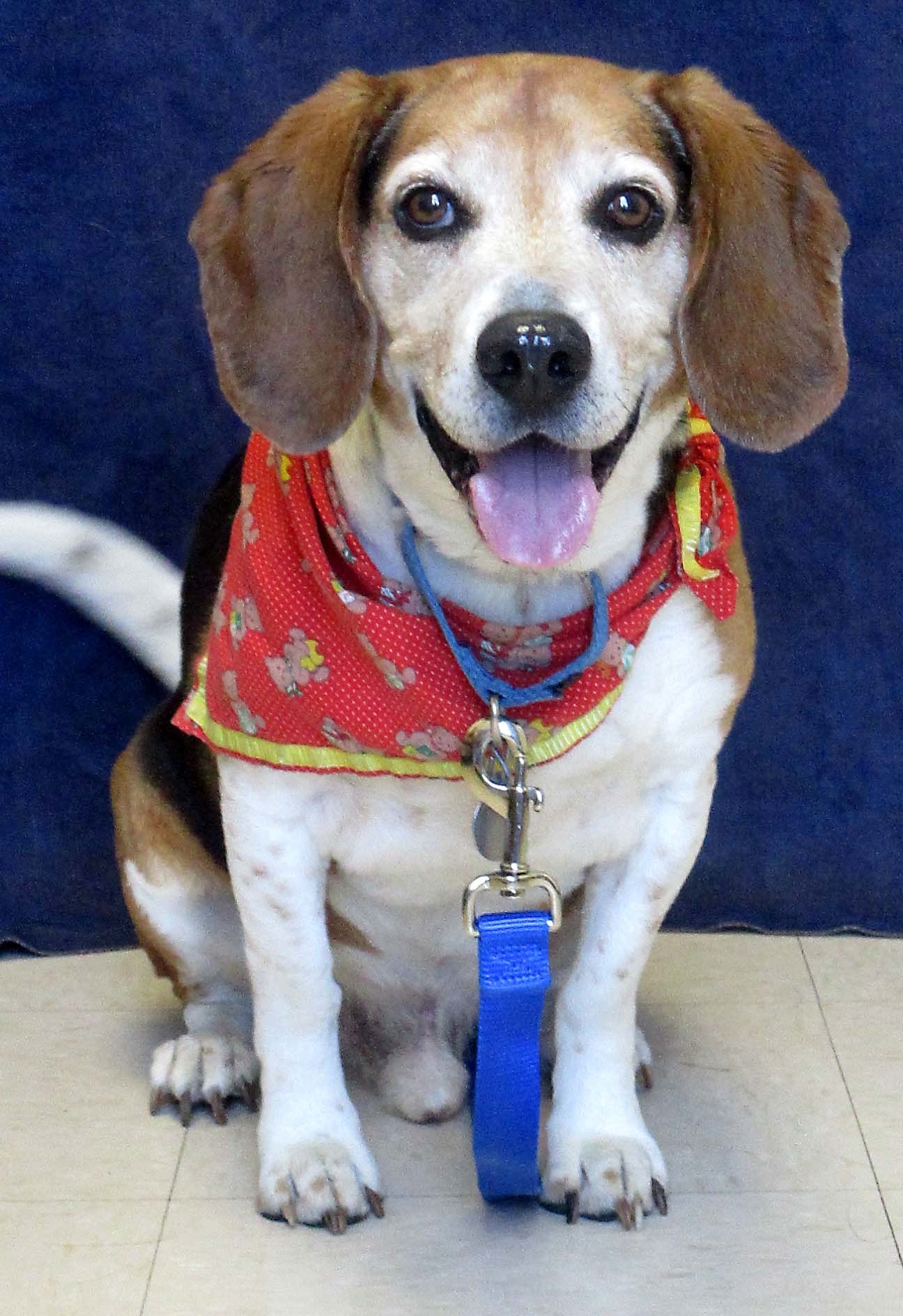 Charlie is a super playful 8 year old. He does need an experienced adult ONLY home because he is sensitive to touch. He did well with a cat at HAWS. He could play with toys all day!
