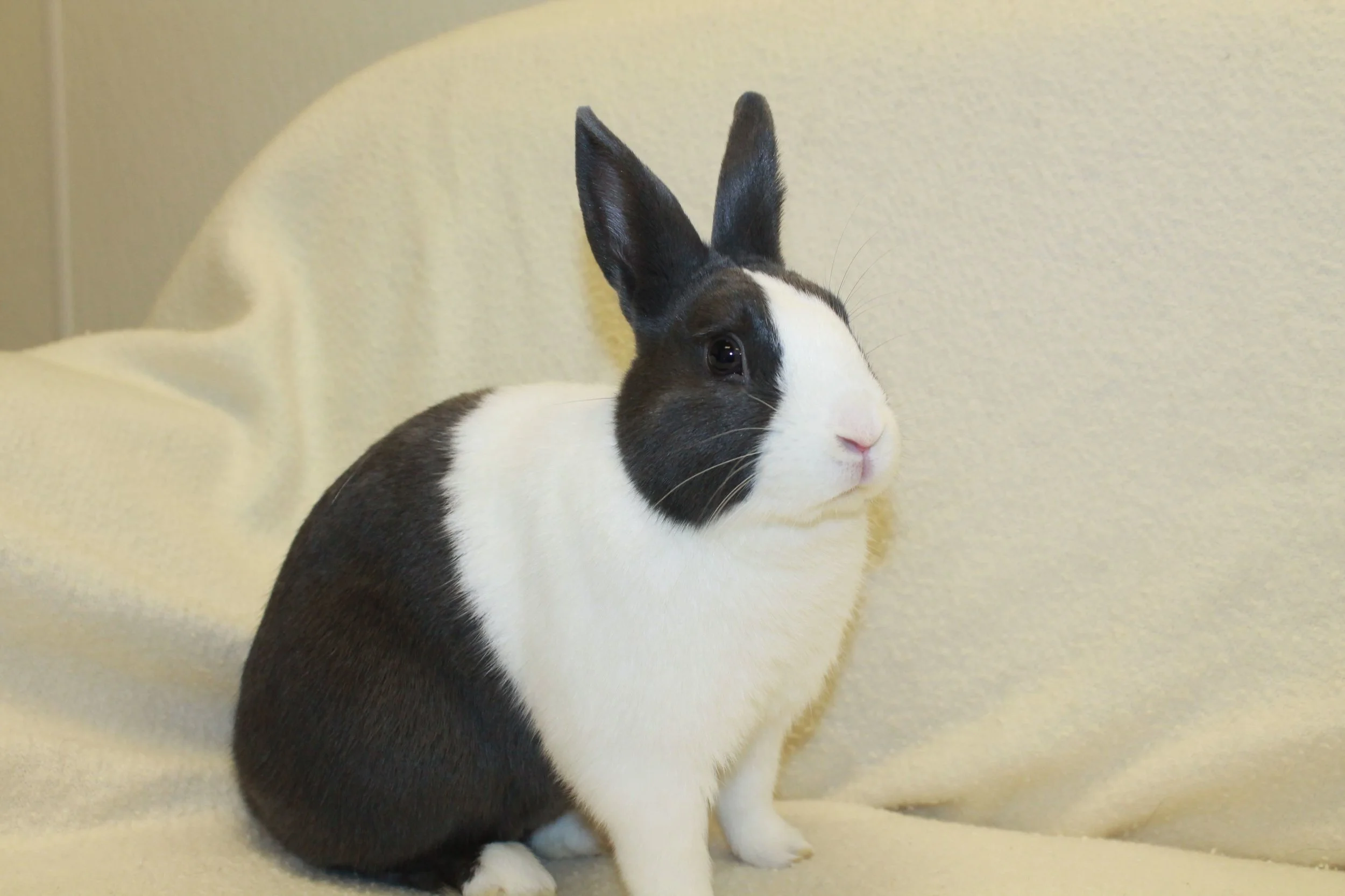 Henry is a young Dutch bunny that was brought in when the other rabbit in the house was not getting along with him. He is an active young guy that would love to happily hop around his adoptive home!