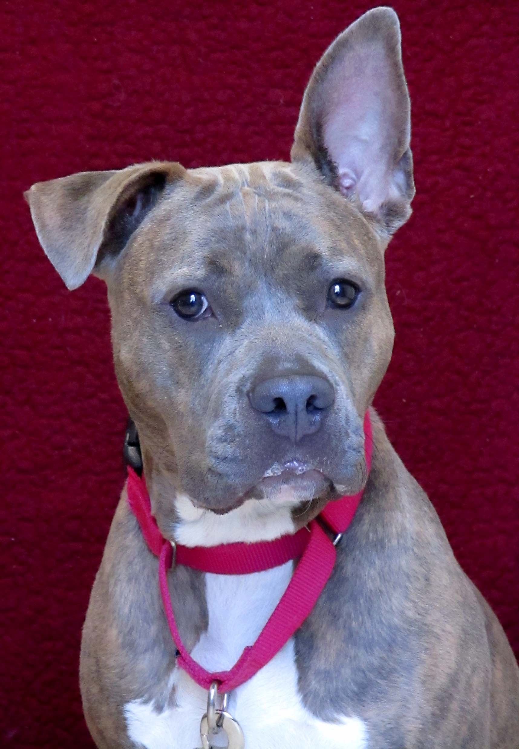 Samantha the 11-month-old Pit Bull Terrier was displaced when her human owners stopped getting along. She is quite playful and engages with people nicely! Samantha would do best in a home where she is the only pet as she doesn't get along with many dogs.