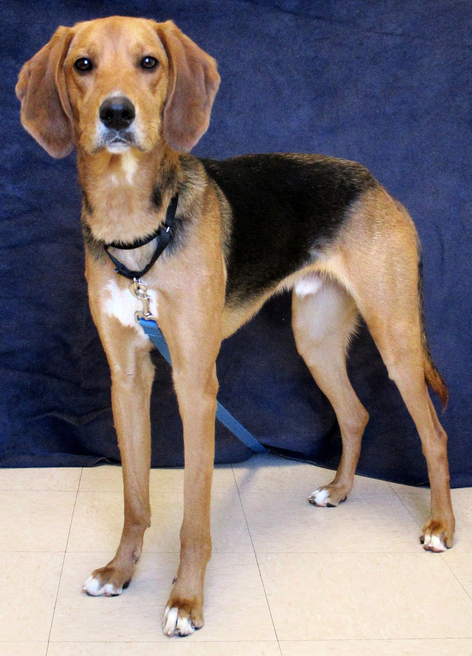 Floyd is an almost 2-year-old energetic hound mix. He has been searching for his new home since February. If there is someone out there looking for an energetic dog that would love hiking, running, or playing most of the day meeting Floyd is highly recommended. He is also great with other dogs! Stop in or call in to meet him.