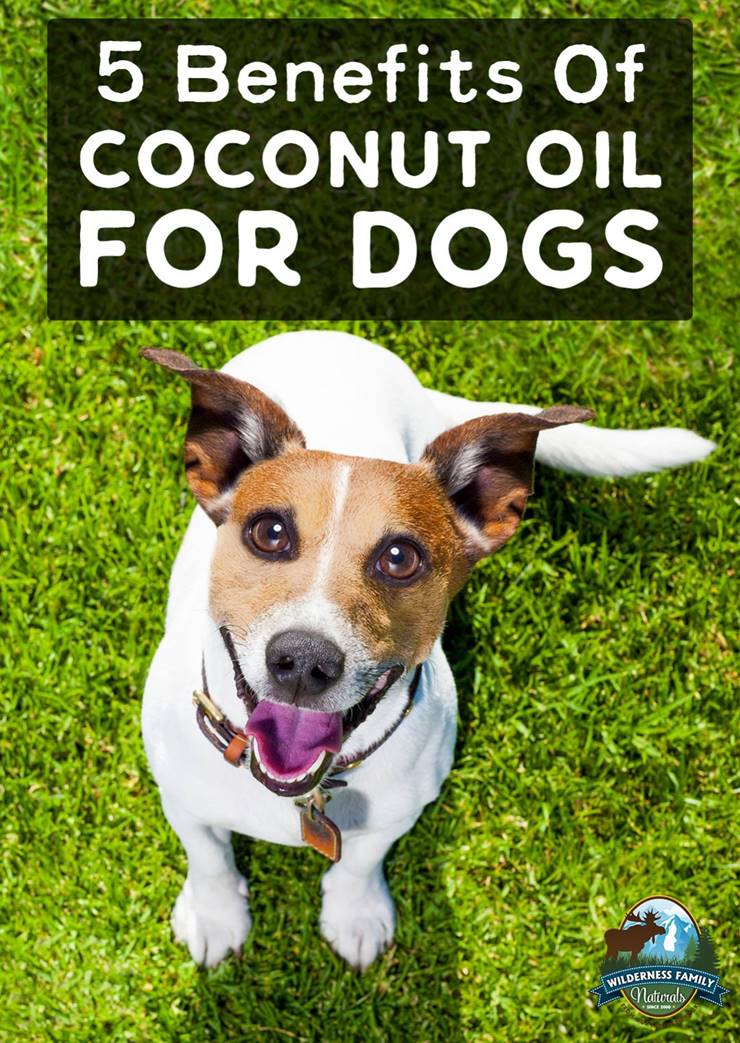 Does Coconut Oil Help Dogs With Itchy Skin