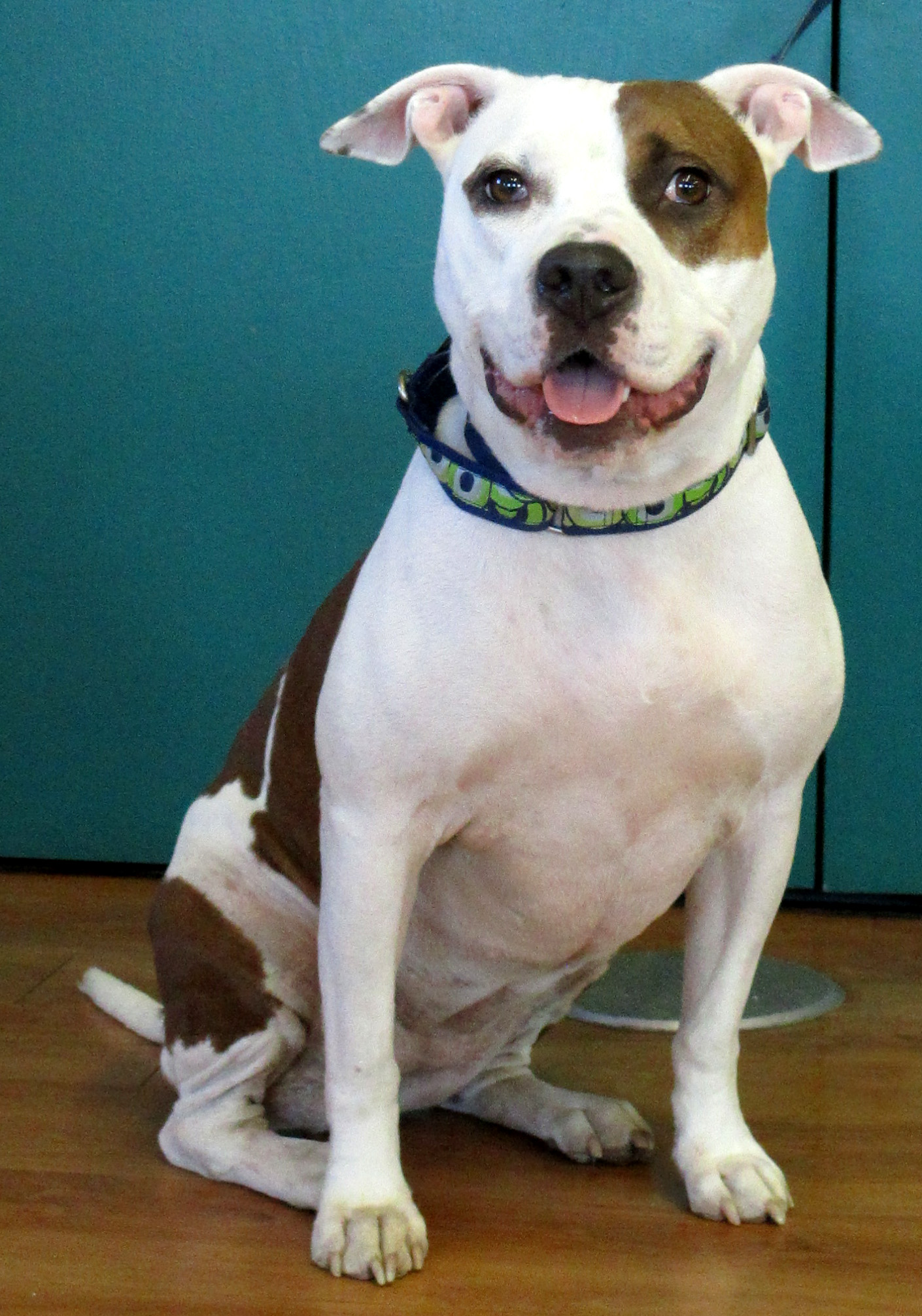 Rose is currently our longest resident at HAWS. She has patiently been waiting for her forever home since February. Rose would do best being the only pet in the home, but with as loving as she is you will not need another pet!