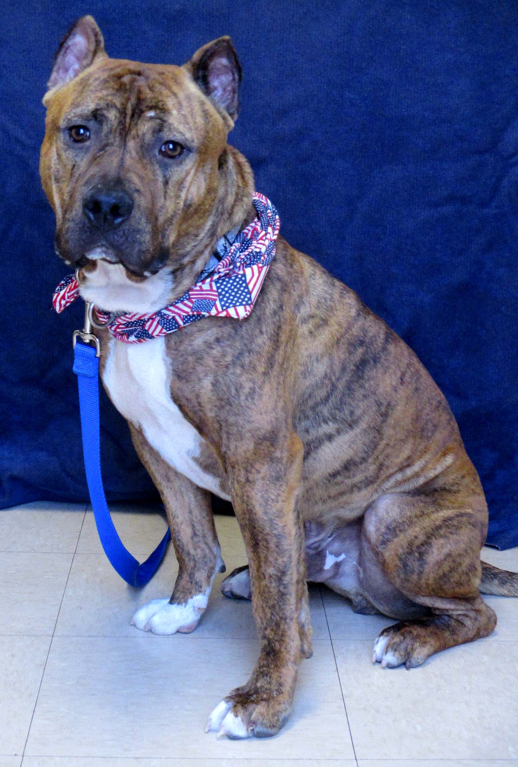 The lovable Buford is a 1.5 year old Pit Bull Terrier. He would enjoy being the only pet to hog your family's love! He is a high energy adolescent and may do best with older children due to this. In his free time he likes to play and get attention.