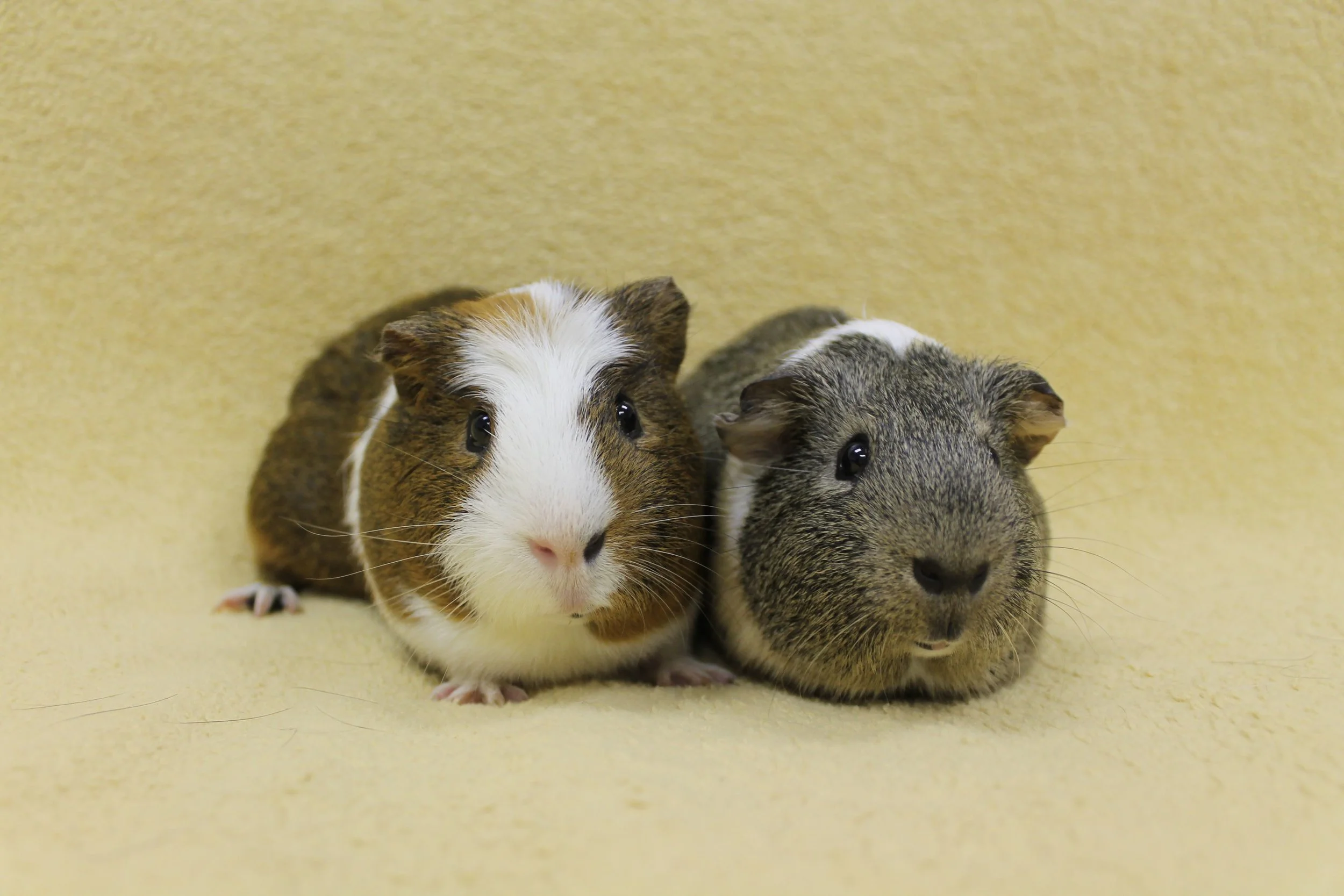 Mack and Tank are approximately 2 years old. Both of these fellas are very sweet! They are waiting for that special someone that will turn their Pinterest into a "Pigterest". ;)