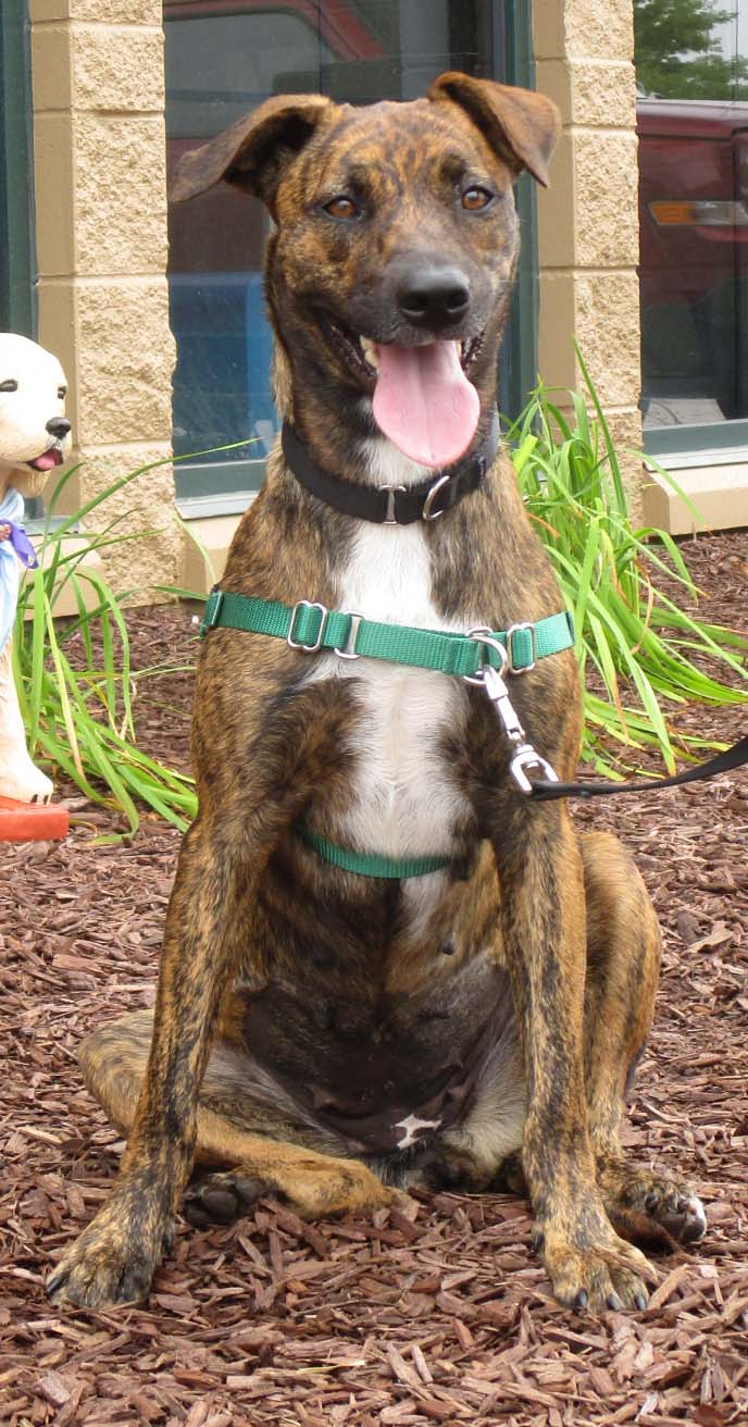 Millee is a 10 month old Hound mix. She can be shy initially and may do better with older children. She has gotten along with dogs at the shelter. She is quite social and playful, but also a little timid. This means she doesn't like all forms of handling, but would love a family that would play with her!