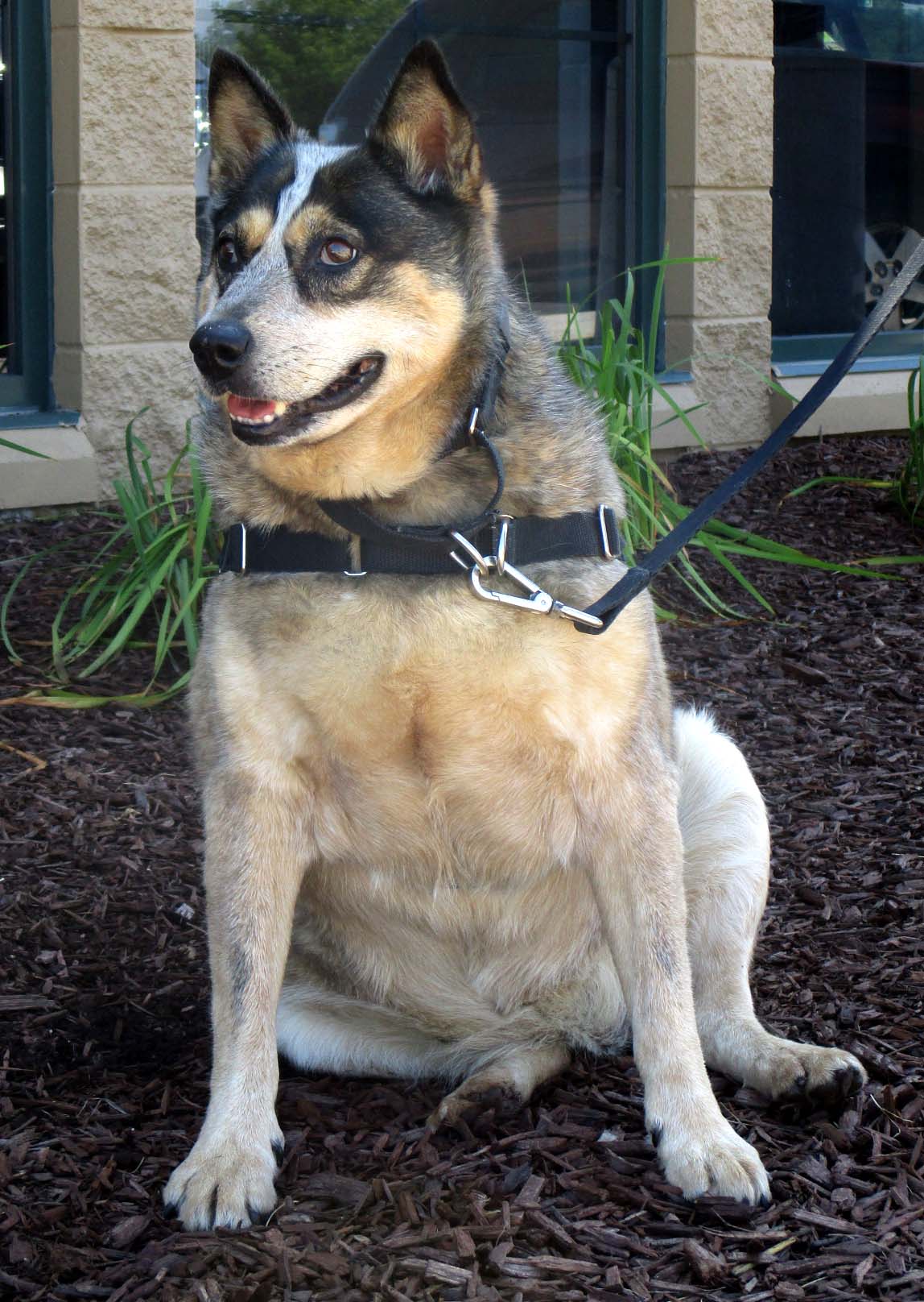 Fritzi is a 7 year old Australian Cattle dog mix. She can be sensitive to people checking her gums, but who isn't? She would do best being the only pet as other dogs stress her out. She is working on losing weight, so someone looking for a partner to go on calm, paced walks would be a perfect fit!