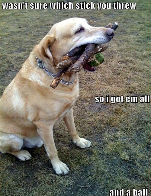 loldog_dog-playing-fetch.jpg