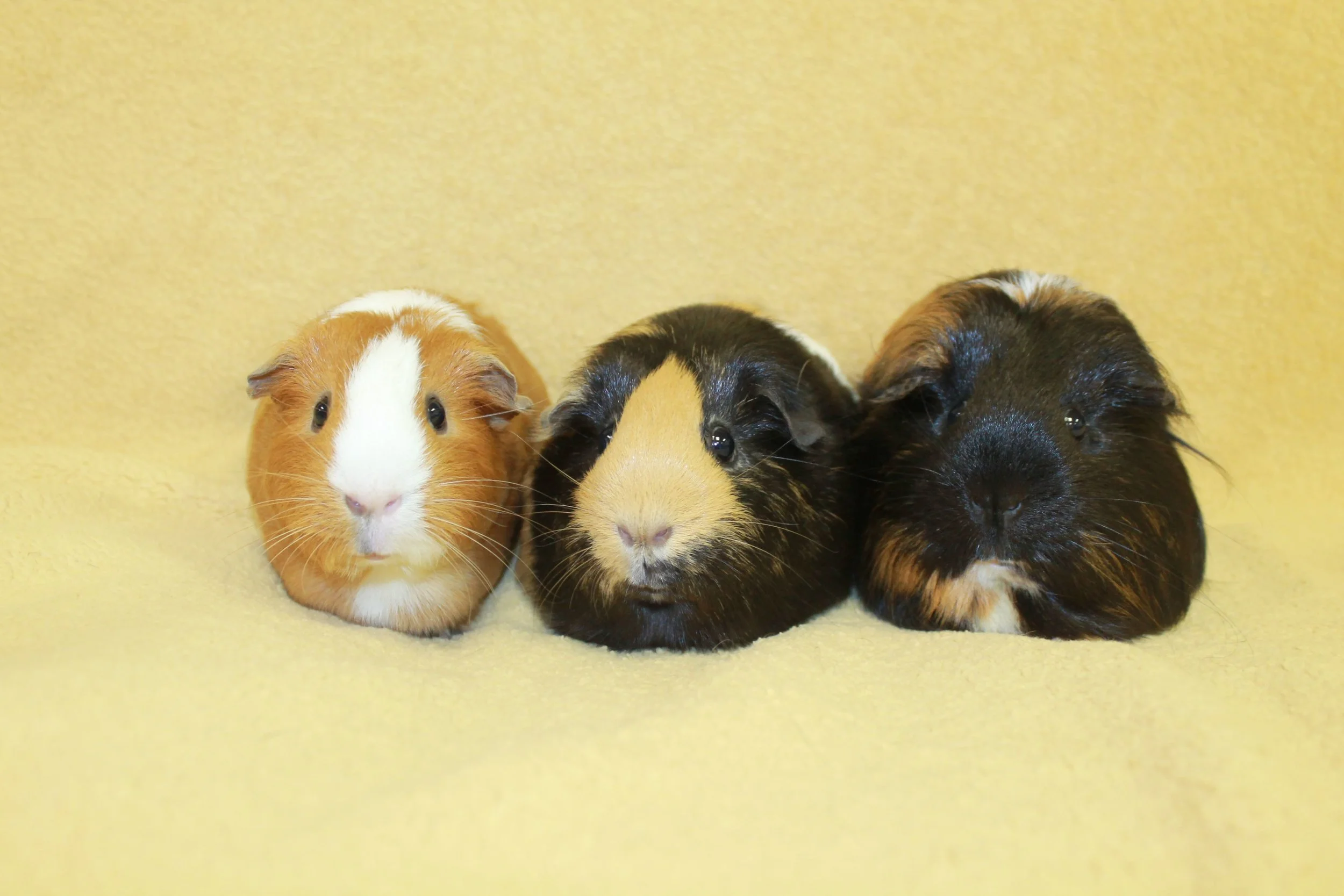 Layla, Savy, and Cuddles are a trio of bonded guinea pigs so they must be adopted together! They are a fun group who love to explore together as a guinea pig caravan during their time out of cage time! They will require a very large habitat in which to live so they each have enough space to hang out.