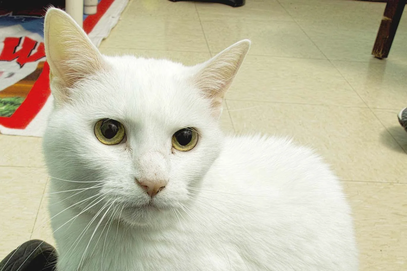 Lola is an 8-year-old cat that was displaced from her home because the owners were moving and couldn't take her with. She is a playful and cuddly cat once she warms up. 