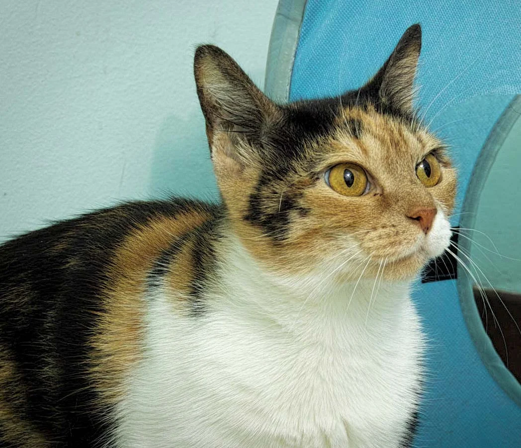 Cali is about 1.5 years old. She is a good looking cat and she knows it! She likes to lounge around and look at birds. Cali will also enjoy the company of a family that loves to play with her.