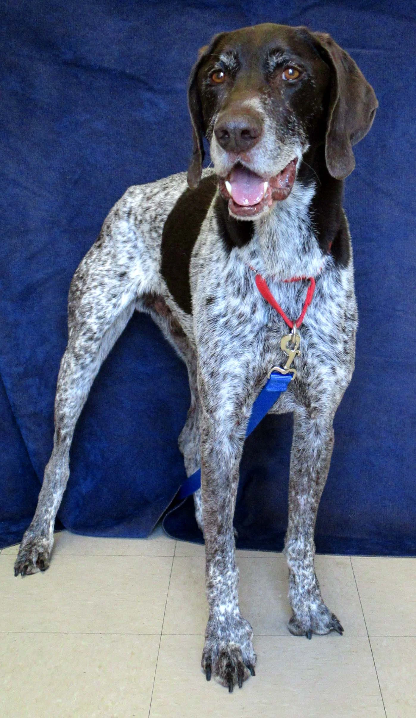 Forrest is a 6-year-old German Shorthaired Pointer. He did okay with dogs after getting used to them, but is too intense with cats. He can be a little anxious so he will need a home that can offer consistency. He can be fairly independent.