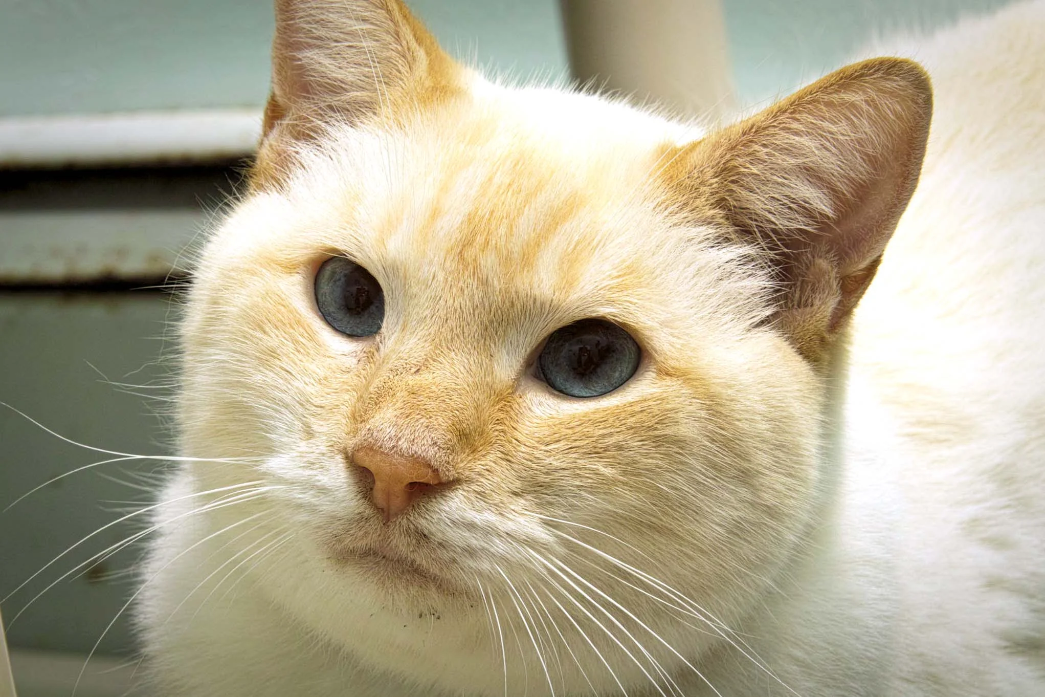 Kitty Kat is 7 years old. He was brought in because his owners were moving and couldn't take him with. He is a spunky cat with a lot of personality! Any household would be lucky to have his company (or so he would have you think).