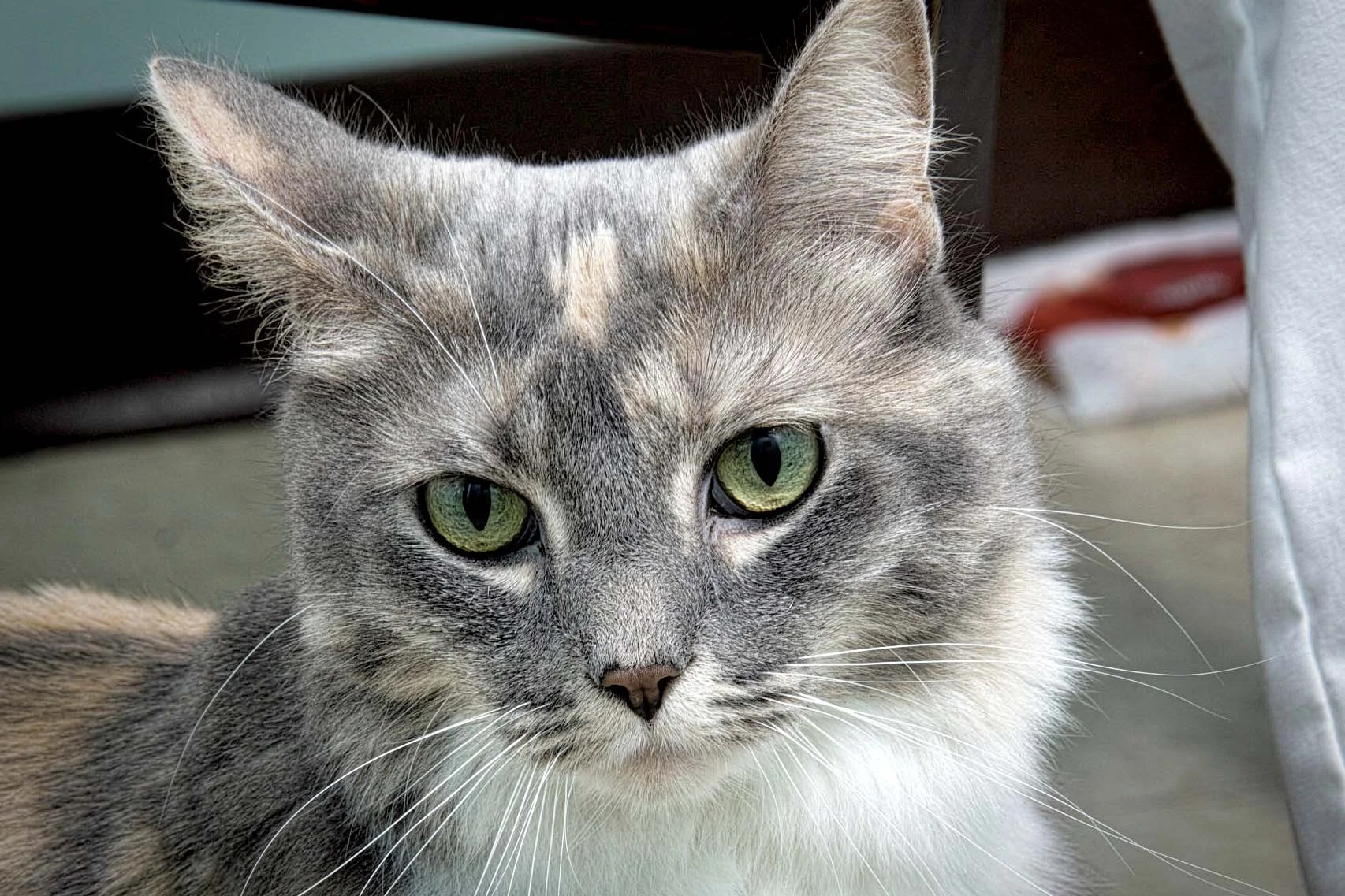 Puffy the cat is 6 years old. Puffy originally came in as a stray soshe has a mysterious past. She is a cat that likes to lounge as well as play, and would make a great addition to any home.