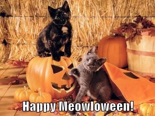 lolcat_meowloween.jpg