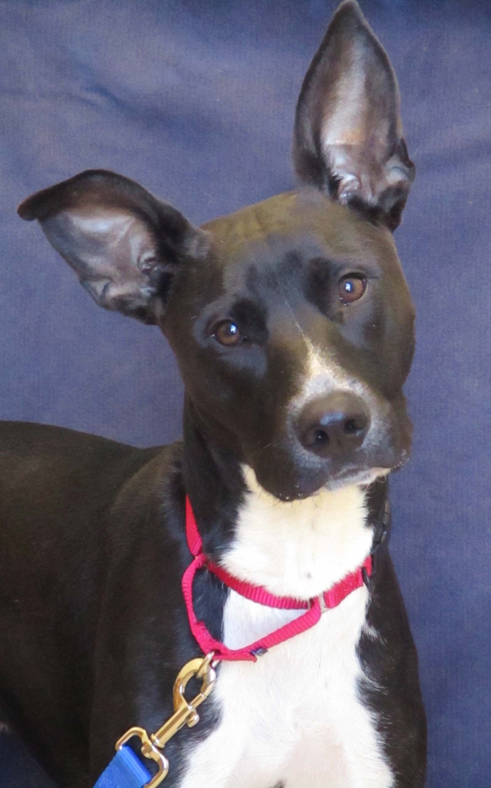 Troy is a 2-year-old Labrador mix. His play style is rambunctious because he LOVES toys! He would do best in a house without cats. If you're looking for a walking or running companion, he may be the one. (Side note--look at those ears!!)