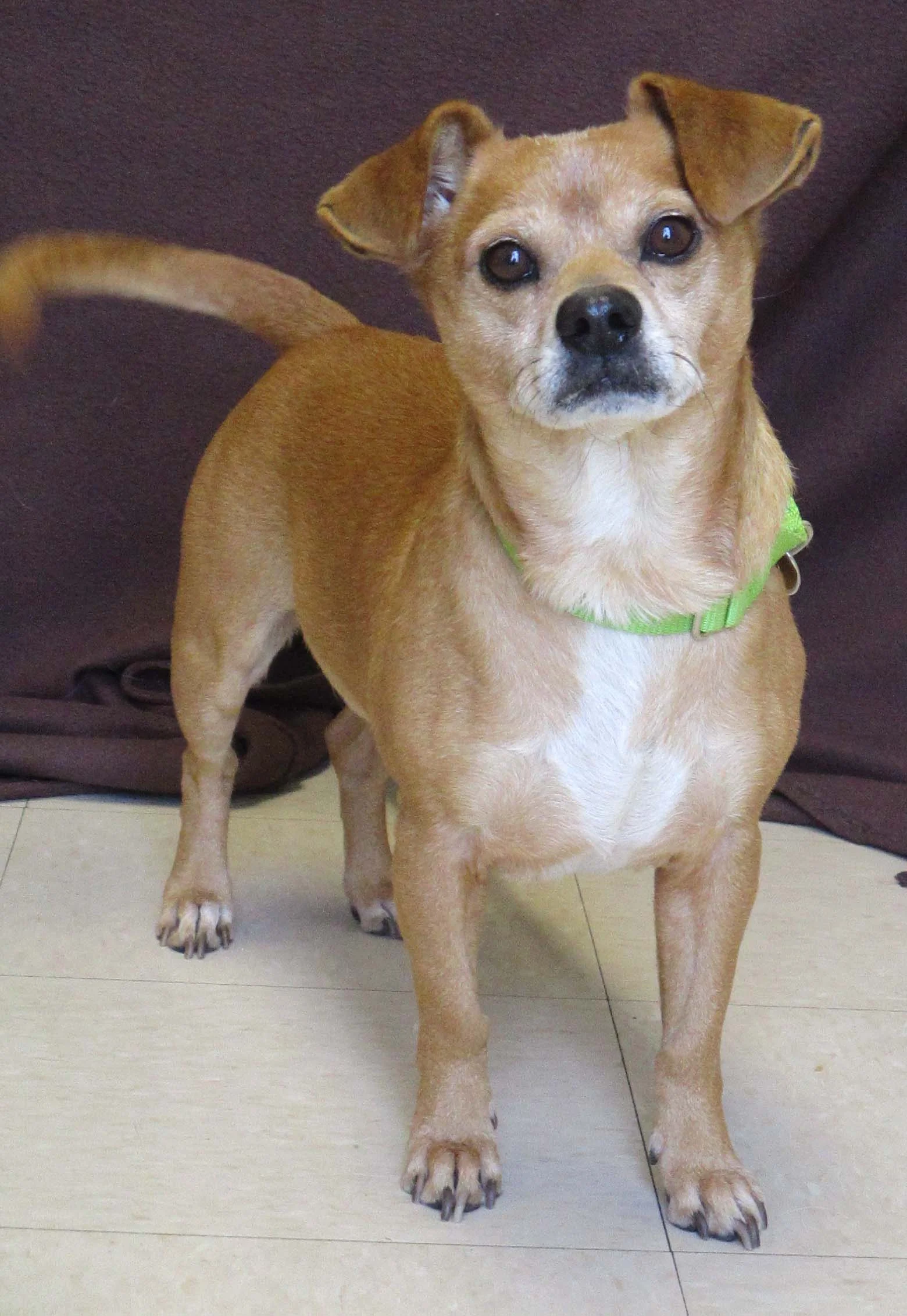 Guapo is an 8 year old Chihuahua. His name fits him well as it means "handsome" in Spanish. His good looks are accompanied with character and personality. He does have to go to a home with teens and older because he enjoys petting on his terms.