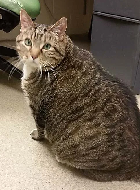 Speedo is a 7 years old cat. He is overweight and due to this, he is on a strict canned grain free diet. He has been fine with cats and dogs. Speedo has tolerated young kids but does not appreciate hugs. His size does not stop him from being playful!
