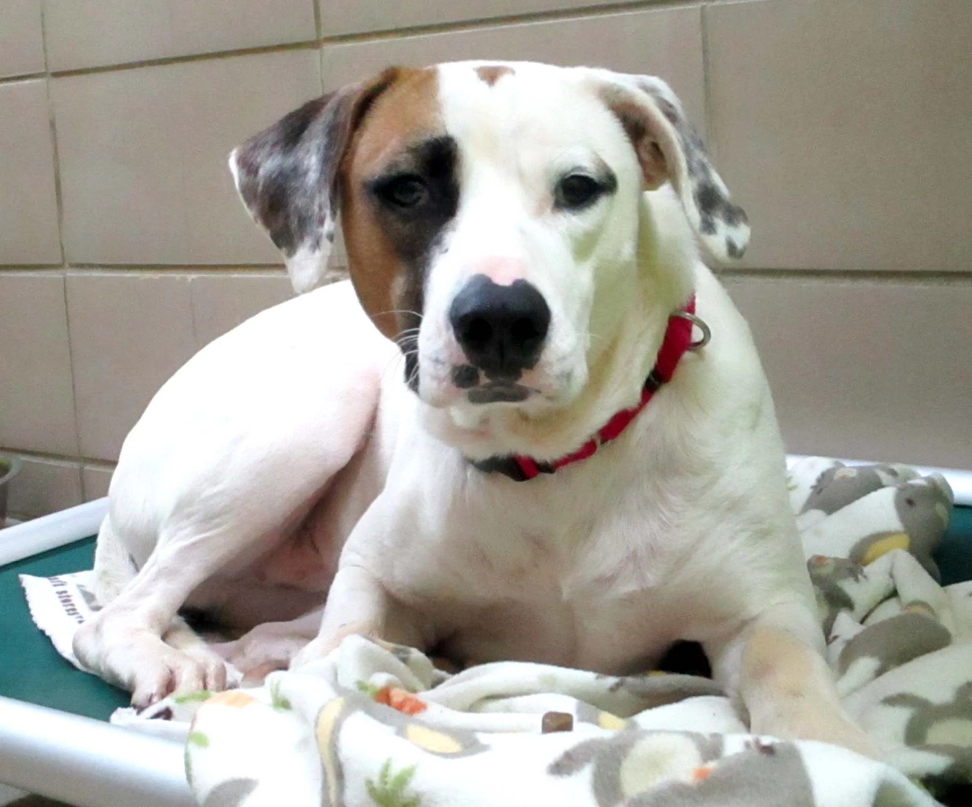 Reuban is a recent addition to HAWS from Alabama. He is timid and needs time to get to know you. While he is not a fan of being touched, he loves to be around people.