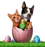 Easterpets.jpg