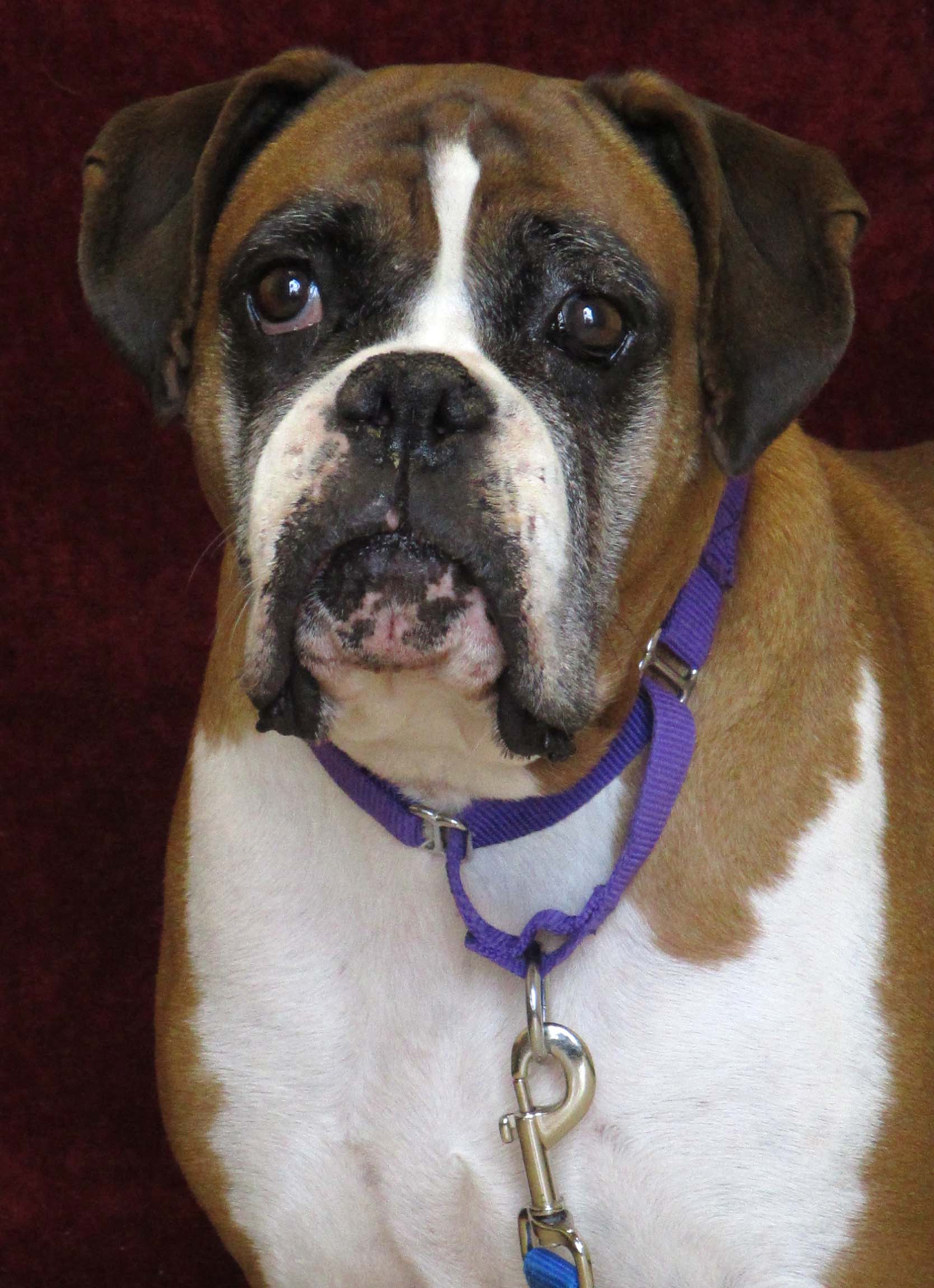  Ellie is an 8 year old Boxer mix. She can be shy with children. She may do best as the only pet so she can hog all your attention. She loves to be with people and to be petted. 