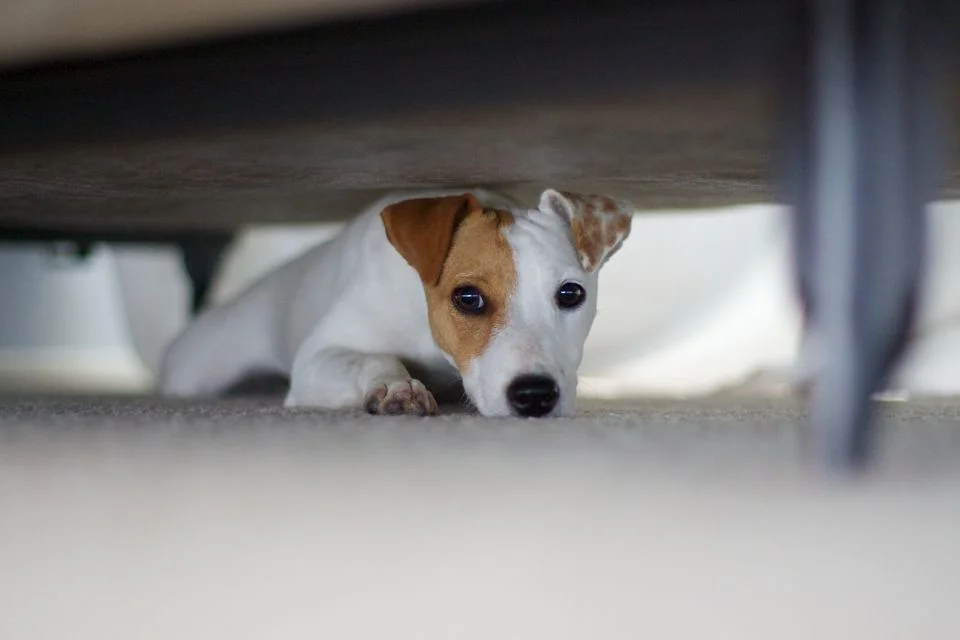 july4th_hiding.jpg