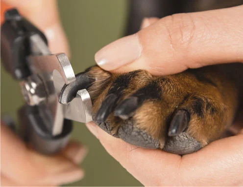 nailclipping.jpg
