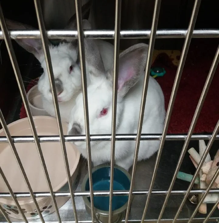 Scarlett and Ruby are a pair of 5 month old rabbits available for adoption. They love to cuddle with one another and run around an open room. Our small animal nook is overflowing so if you are looking for a small animal friend now is the time to come look!