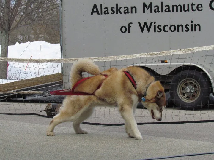 malamute pulling