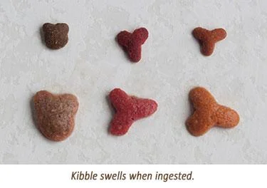 Image from the article, Answers: What Dry Food Does to Your Cat's Gut from The Feline Nutrition Foundation.