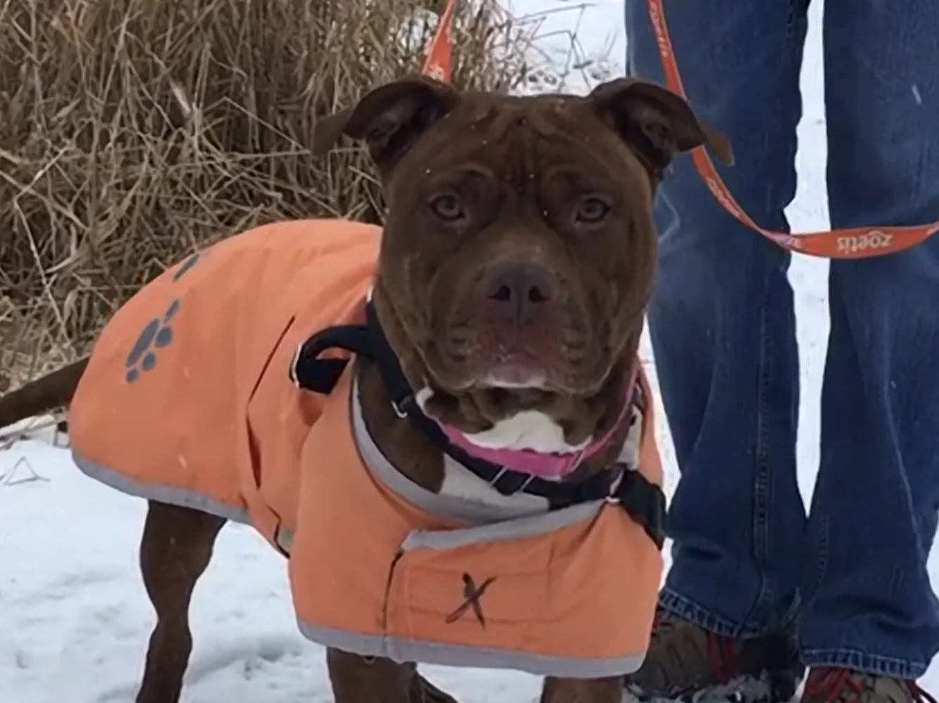 Princess is a magnificent young pit bull! Like many princesses she's stunning and has a wonderful demeanor. She enjoys playing with tennis balls and will catch them midair. Beautiful and intelligent, she walks nicely on a leash and is eager to learn. Princess is affectionate and an advanced snuggle-bug. Stop at HAWS to start your 2019 with the "royal treatment".