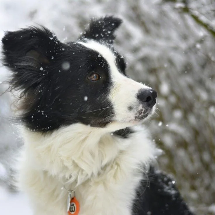 bordercollie.jpg