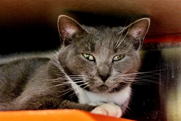 Dutchess 020719.jpg