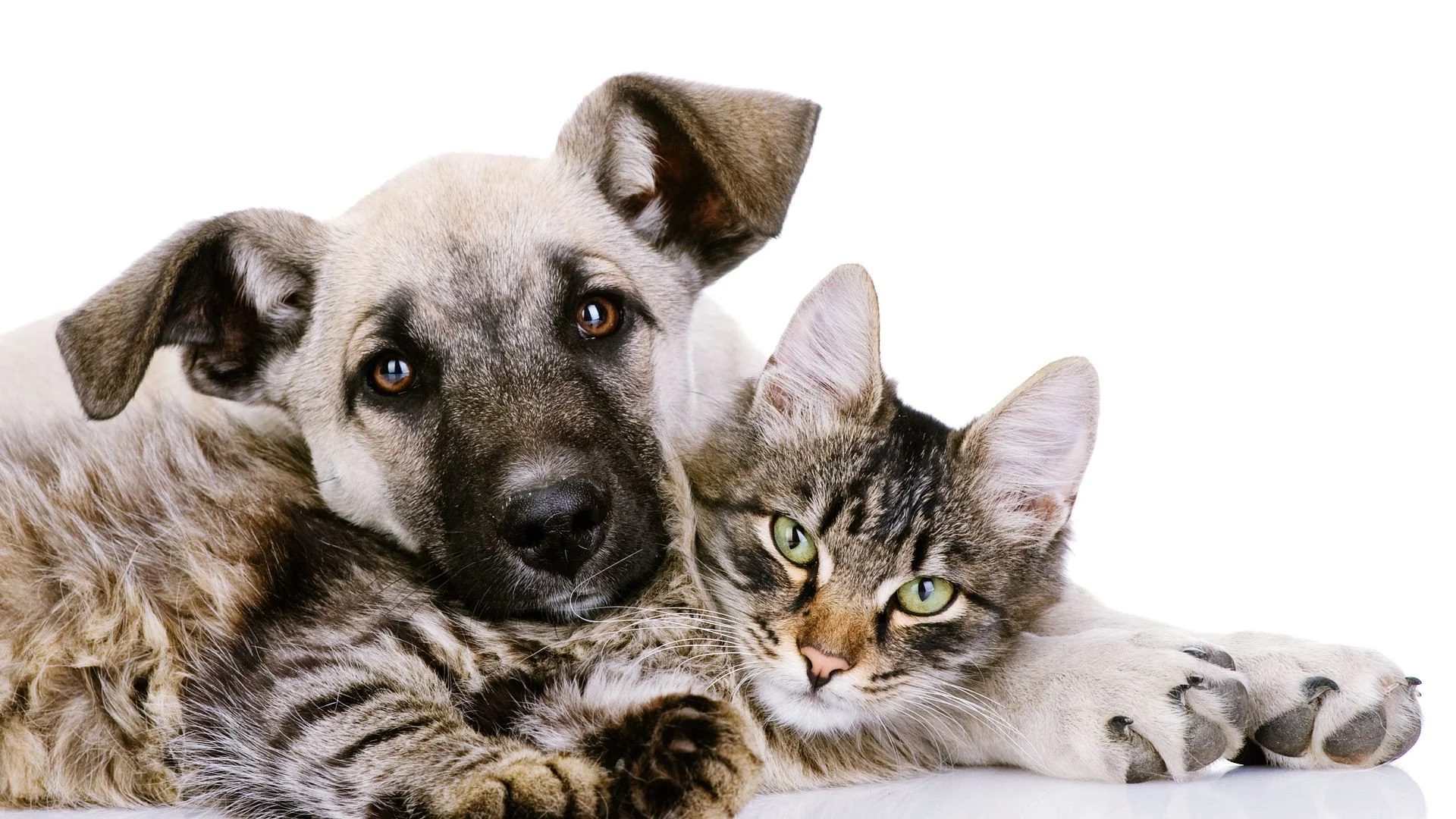dogandcat.jpg