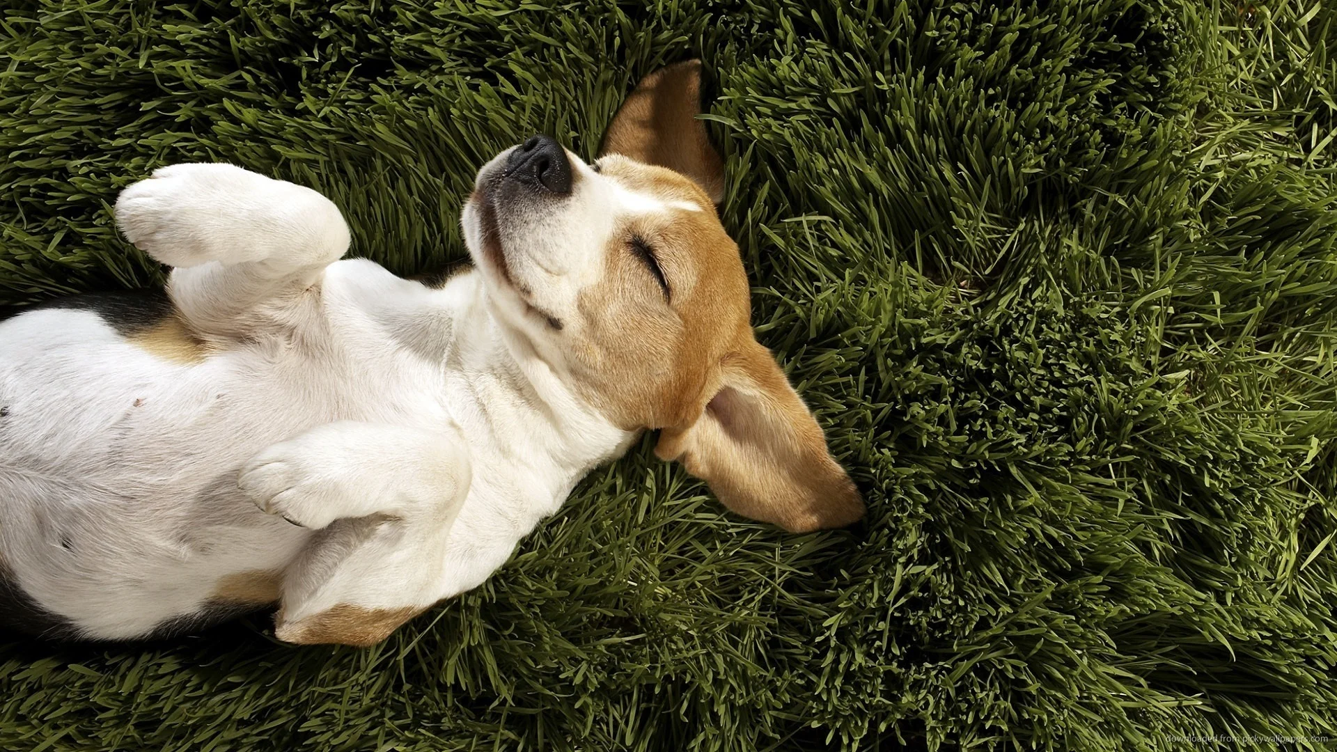 happydog.jpg