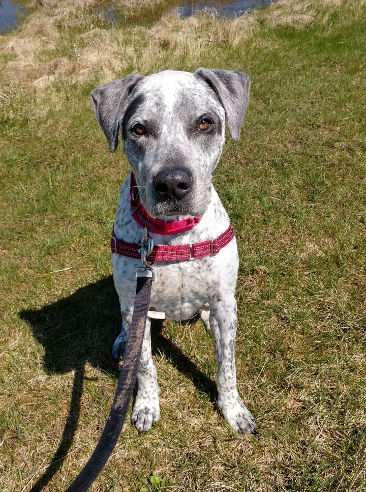 Merle 060619.jpg