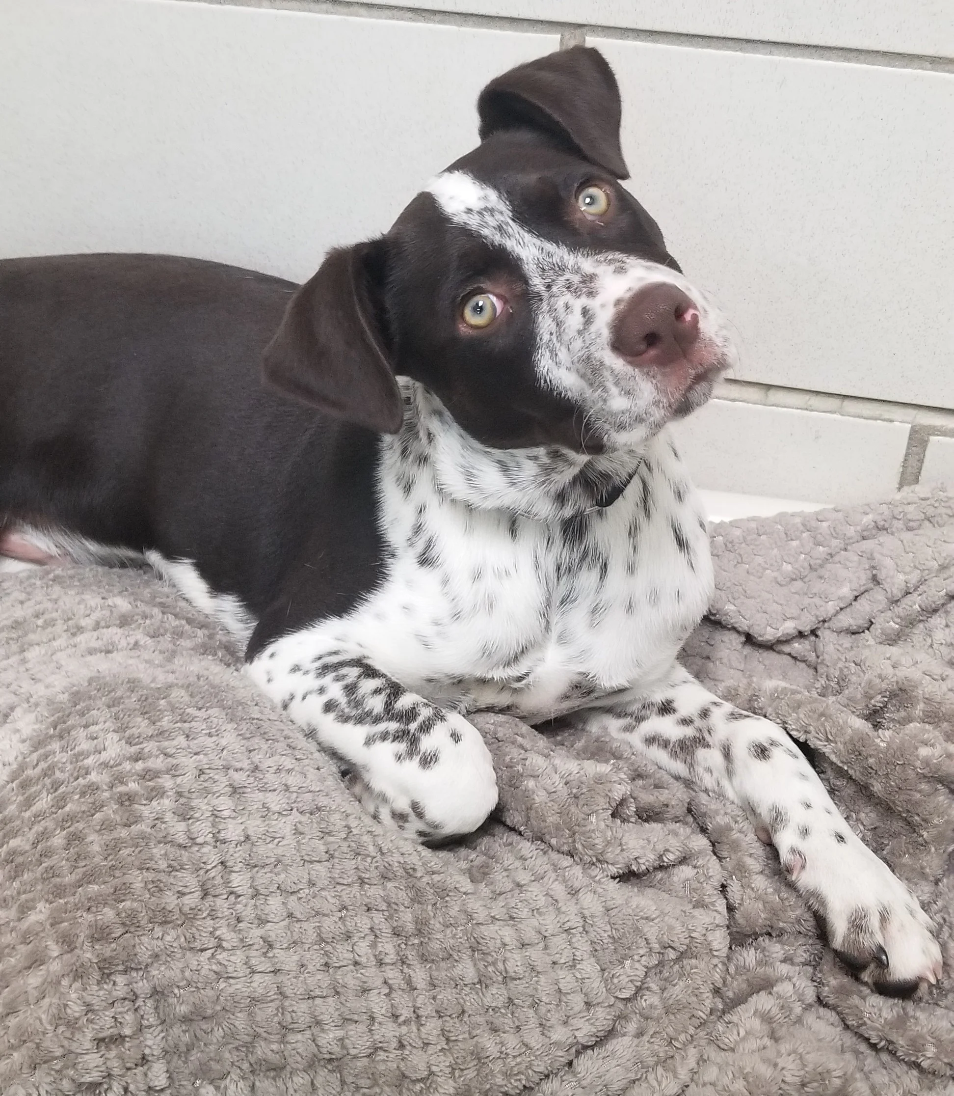 Spangle 070319.jpg