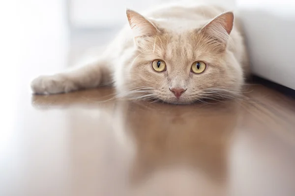 Sad-depressed-orange-cat-lying-on-the-floor.jpg
