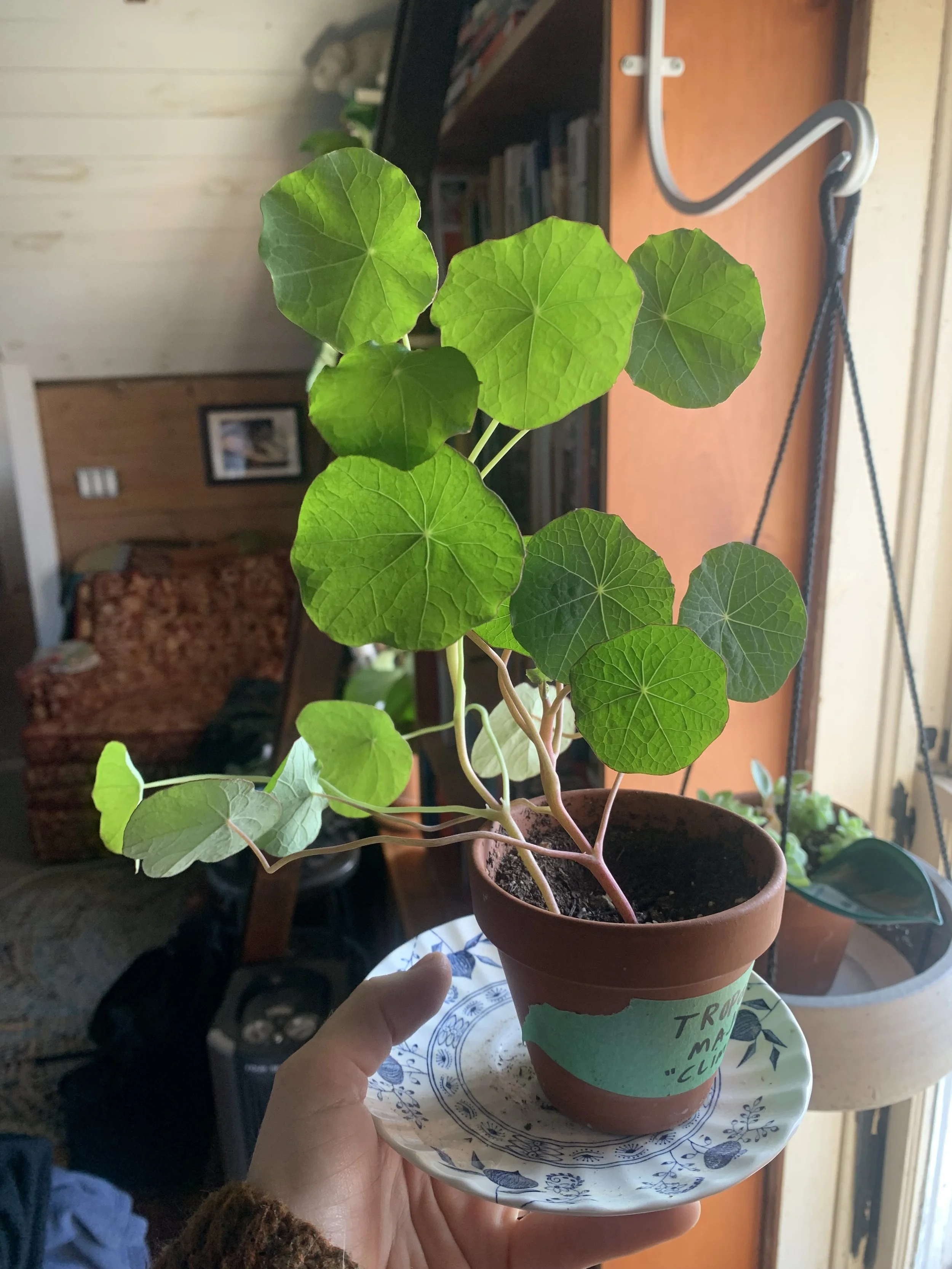 nasturtium4.jpg