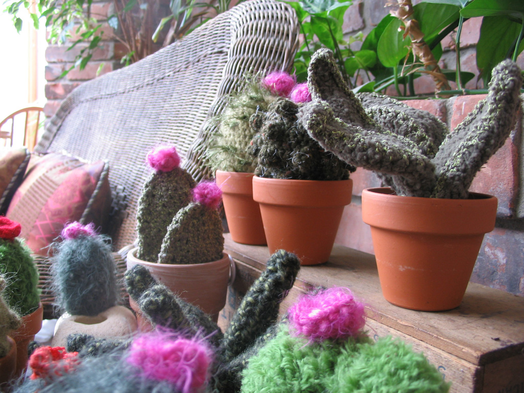 cacti_group1.jpg