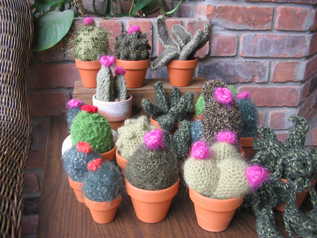 cacti_group2.jpg