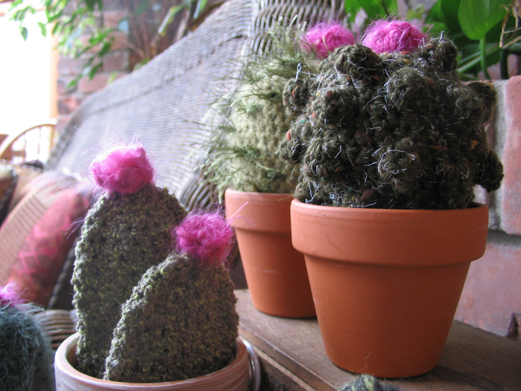 cacti_group4.jpg